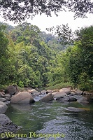 River in tropical forest