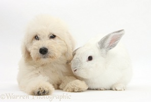 Labradoodle pup, 9 weeks old, and white rabbit