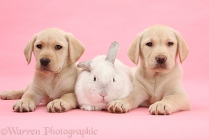 Yellow Labrador Retriever pup and white rabbit