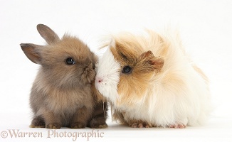 Guinea pig and baby Sandy Lop rabbit
