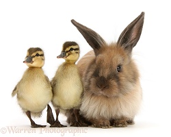 Young Lionhead-Lop rabbit and Mallard ducklings
