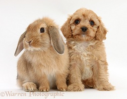 Cavapoo pup and Sandy Lop rabbit