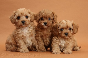 Three Cavapoo pups on brown background