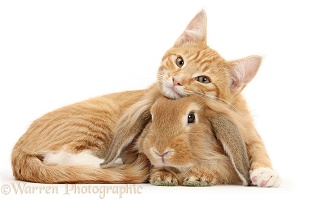 Ginger kitten with Sandy Lionhead-Lop rabbit