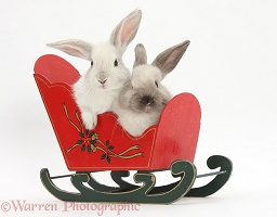 Two baby rabbits in a toy sledge