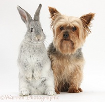 Yorkie and young rabbit