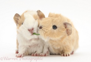 1 day old baby Guinea pigs eating grass