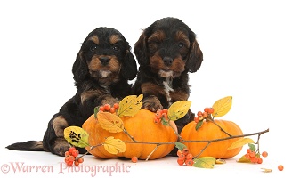 Cockapoo pups with pumpkins and cotoneaster berries
