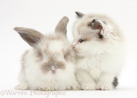 Colourpoint kitten with baby rabbit