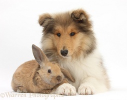 Rough Collie pup and young rabbit