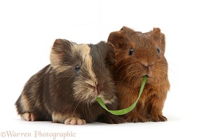 Two baby Guinea pigs sharing a piece of grass