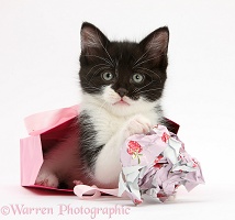 Black-and-white kitten playing with gift bag and wrap