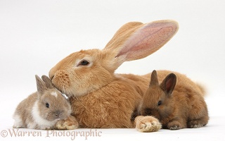 Flemish Giant Rabbit and baby rabbits