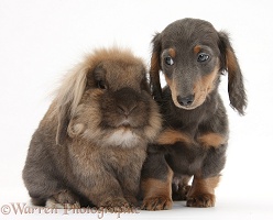 Lionhead-cross rabbit and blue-and-tan Dachshund pup