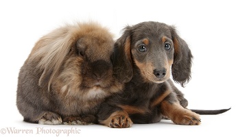 Lionhead-cross rabbit and blue-and-tan Dachshund pup