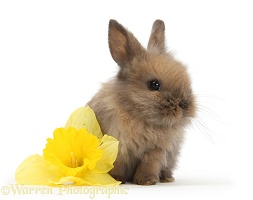 Baby Lionhead-cross rabbit with daffodil flower