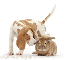 Orange-and-white Beagle pup sniffing a rabbit