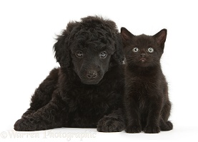 Black Toy Poodle pup, and black kitten, both 7 weeks old