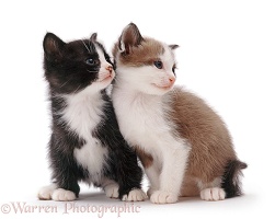 Black-and-white and brown-and-white kittens