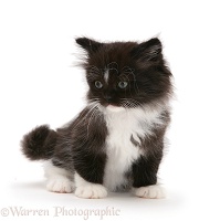 Black-and-white Persian-cross kitten
