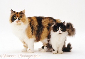 Calico female cat and bicolour kitten