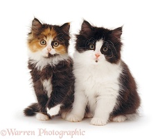 Black-and-white and tortoiseshell kittens