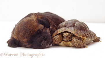 Sleepy Border Terrier pup, 4 weeks old, and tortoise
