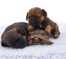 Sleepy Border Terrier pups, 4 weeks old, and tortoise