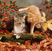 Cat with ginger kitten among autumn leaves