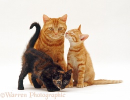 Ginger cat and two kittens