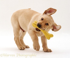 Yellow Labrador Retriever pup with toy