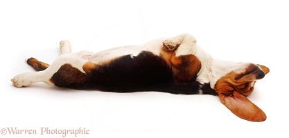 Basset Hound pup asleep on her back