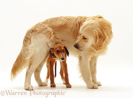 Retriever dog and Saluki Lurcher pup