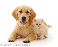 Golden Retriever pup with pale ginger kitten