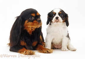 Black-and-tan King Charles and pup