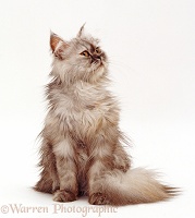 Young Persian cat, sitting