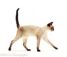 Siamese-cross cat, walking across
