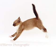 Burmese-cross kitten, playfully running across