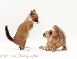 Kittens play-fighting