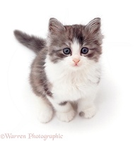 Grey-and-white kitten, sitting and looking up