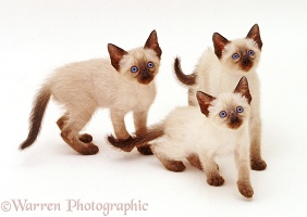 Three Siamese kittens looking up