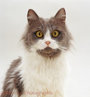 Grey-and-white cat with large orange eyes