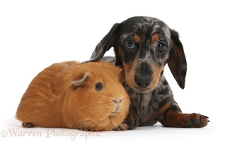 Tricolour merle Dachshund pup and red Guinea pig