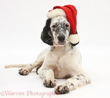 Blue Belton English Setter pup wearing a Santa hat