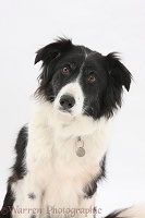 Black-and-white Border Collie with collar and name tag