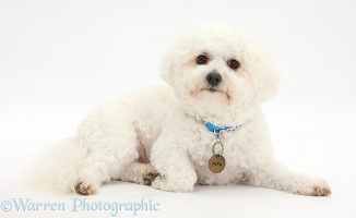 Bichon Frise with collar and name tag