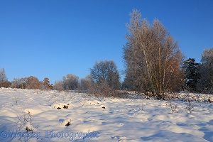 Rime-covered birch trees and snow