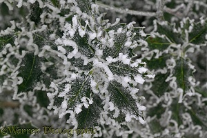 Rime-covered Holly leaves