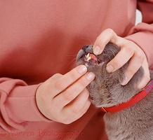Examining the teeth cat with gingivitis