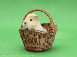 Baby Guinea pig in a wicker basket on green background